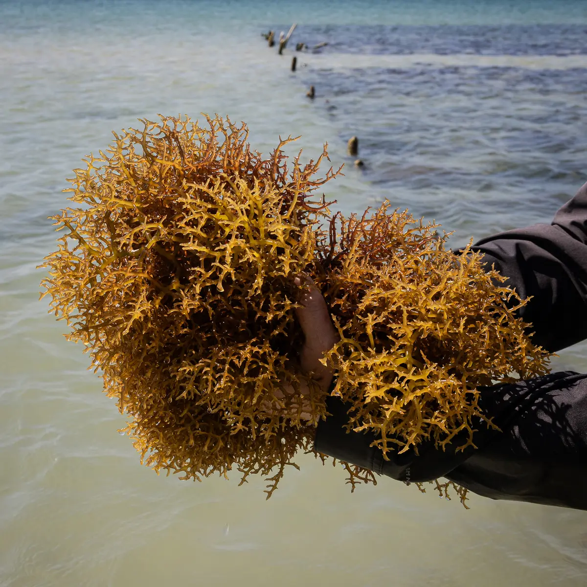 Alga marina dorada recién cosechada sobre el mar turquesa de Cubagua, con las líneas de cultivo al fondo