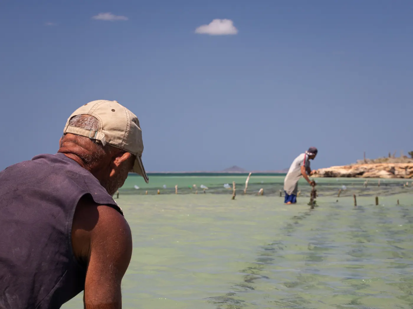 Cultivo de algas marinas en long-line en la Bahía de Charagato, Isla de Cubagua